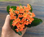 Kalanchoe blossfeldiana laranja - Flor da fortuna