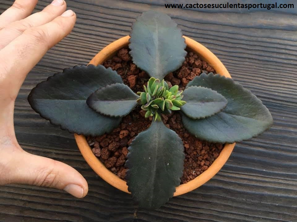 Kalanchoe blossfeldiana spp.
