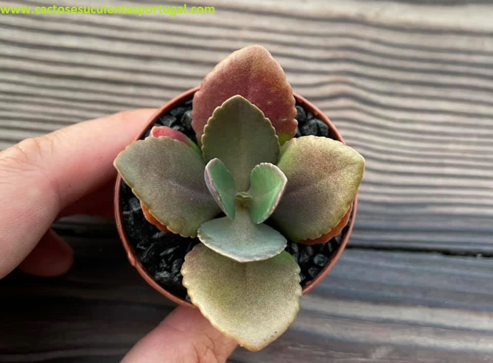Kalanchoe blossfeldiana spp.