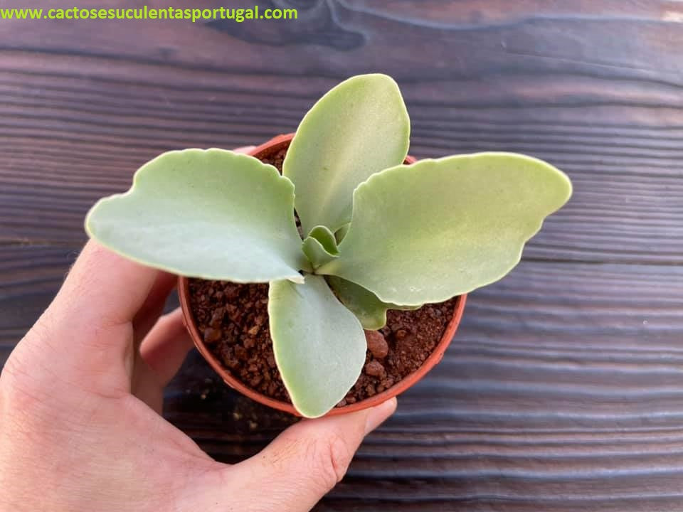 Kalanchoe brachyloba Welw. ex Britten