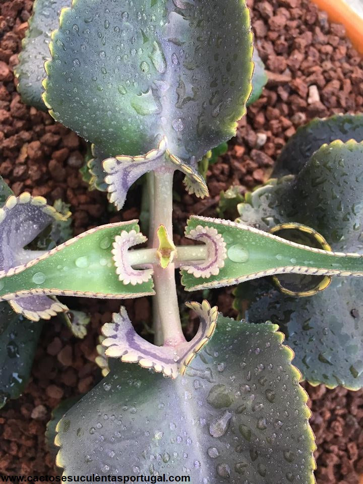 Kalanchoe crenato daigremontiana