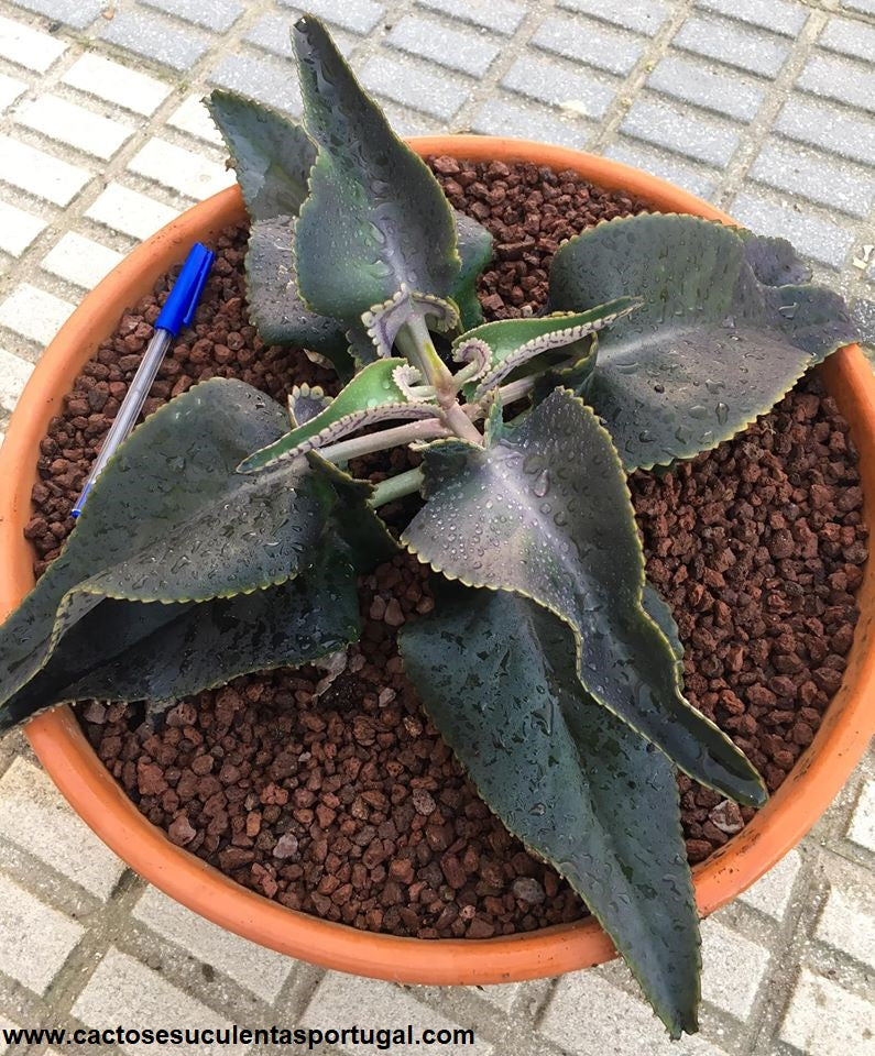 Kalanchoe crenato daigremontiana