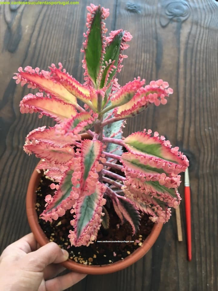 Kalanchoe daigremontiana "Pink butterfly variegata"