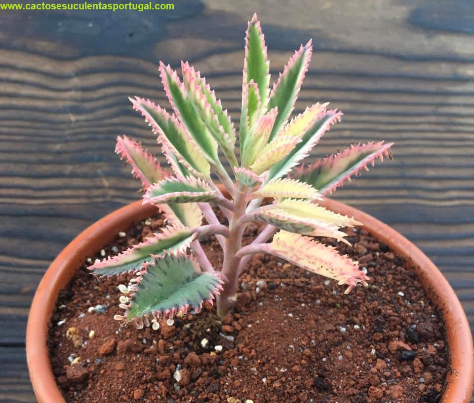Kalanchoe daigremontiana "Pink butterfly variegata"