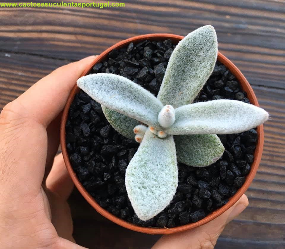 Kalanchoe eriophylla (Snow White Panda)