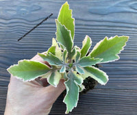 Kalanchoe laciniata form. variegata