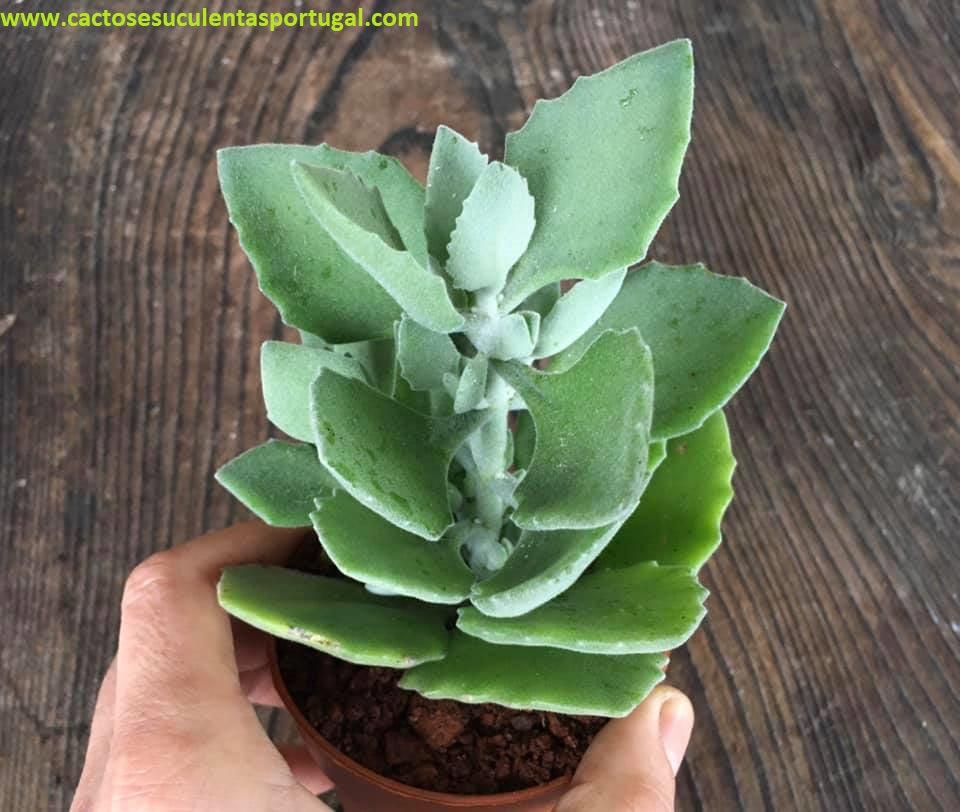 Kalanchoe millotii