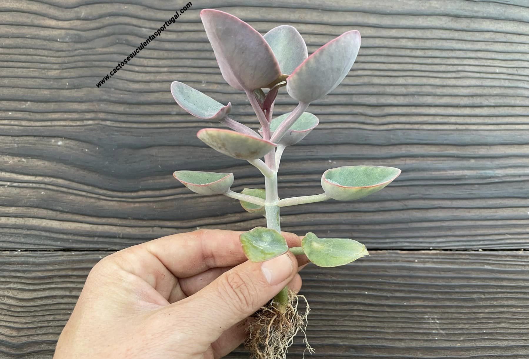 Kalanchoe nikae, colher de pedreiro