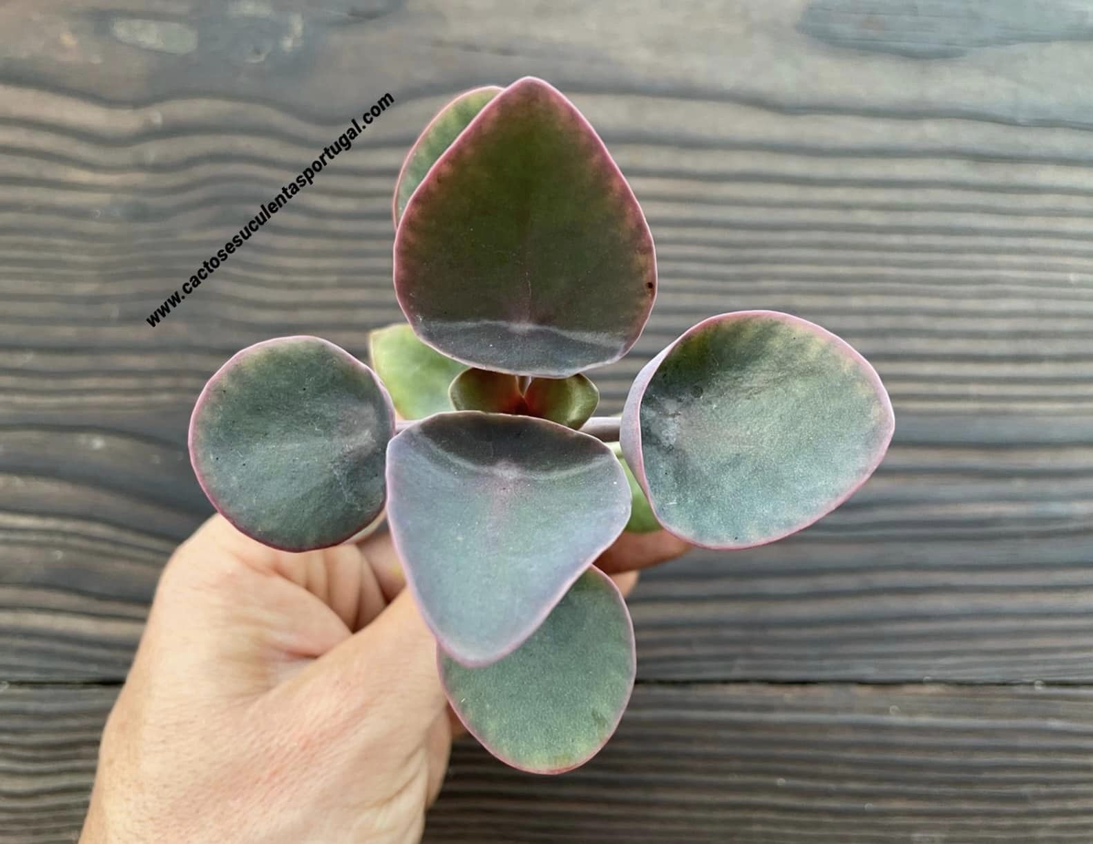 Kalanchoe nikae, colher de pedreiro