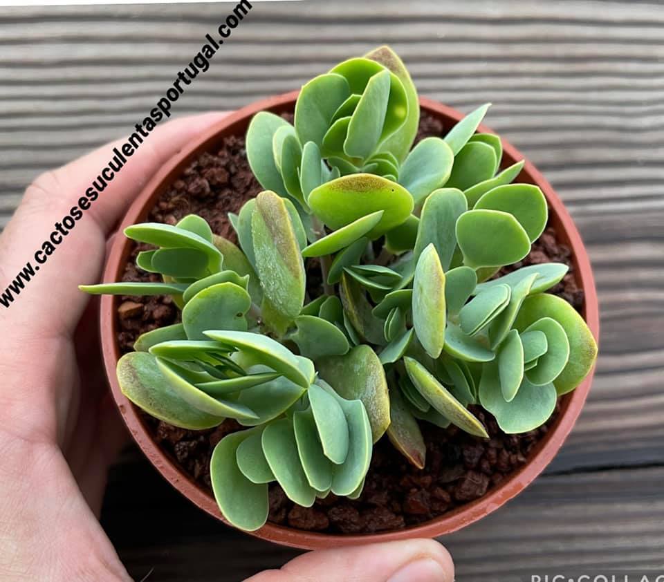 kalanchoe rotundifolia