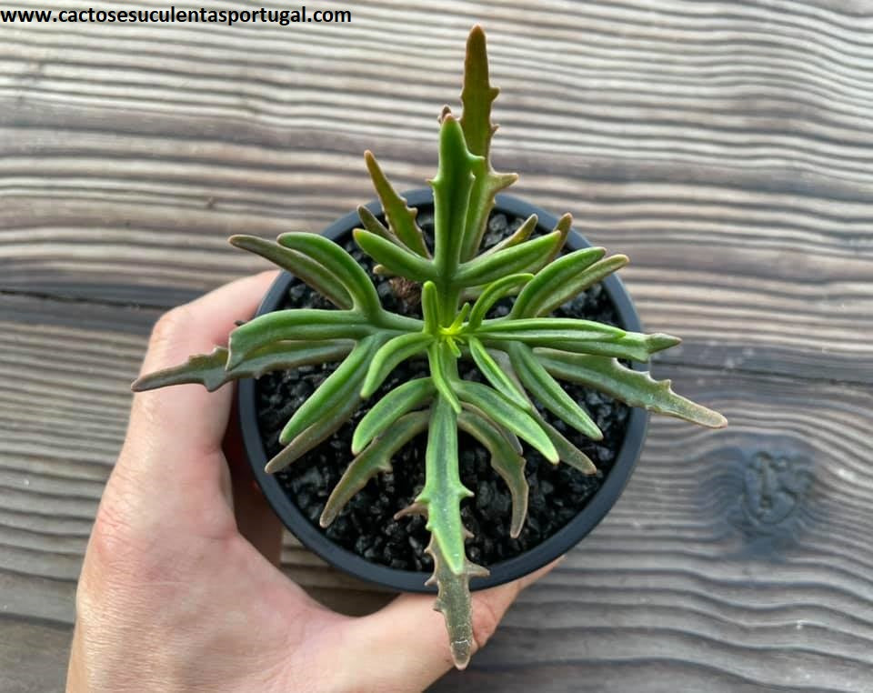 Kalanchoe synsepala cv 'Dissecta' sng. kalanchoe imperialis