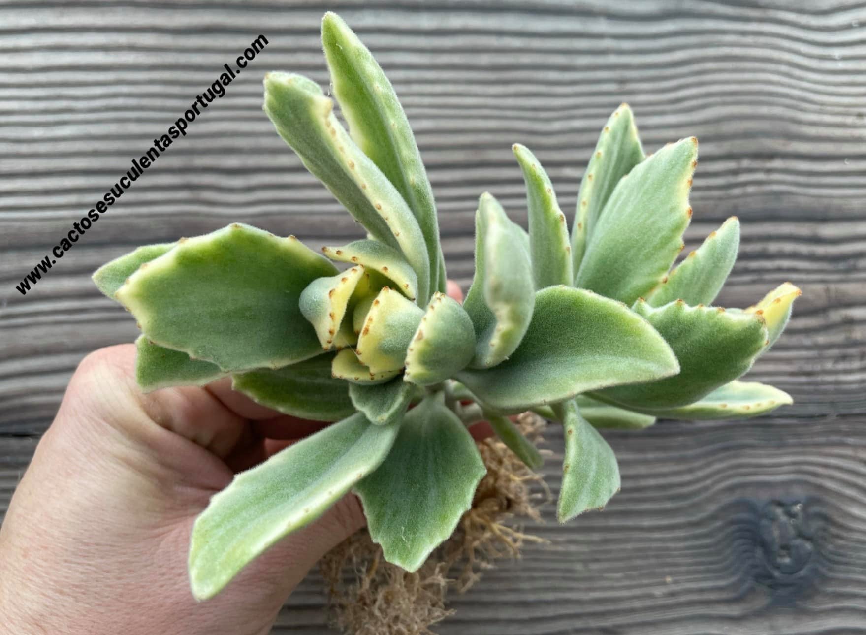 Kalanchoe tomentosa x K. dinklagei form. variegada