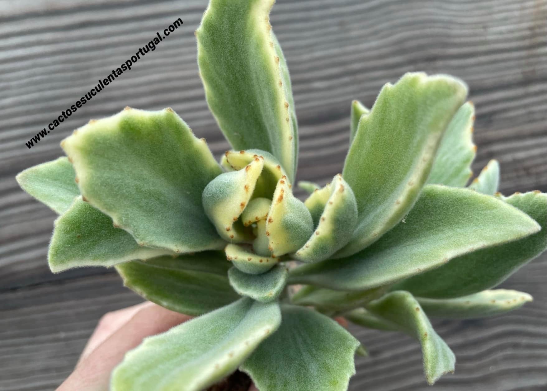 Kalanchoe tomentosa x K. dinklagei form. variegada