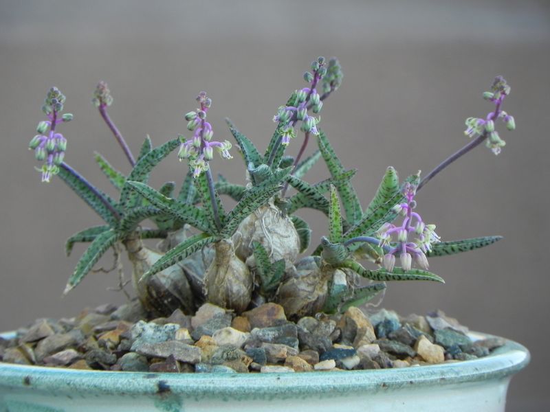 Ledebouria socialis (Silver Squill)