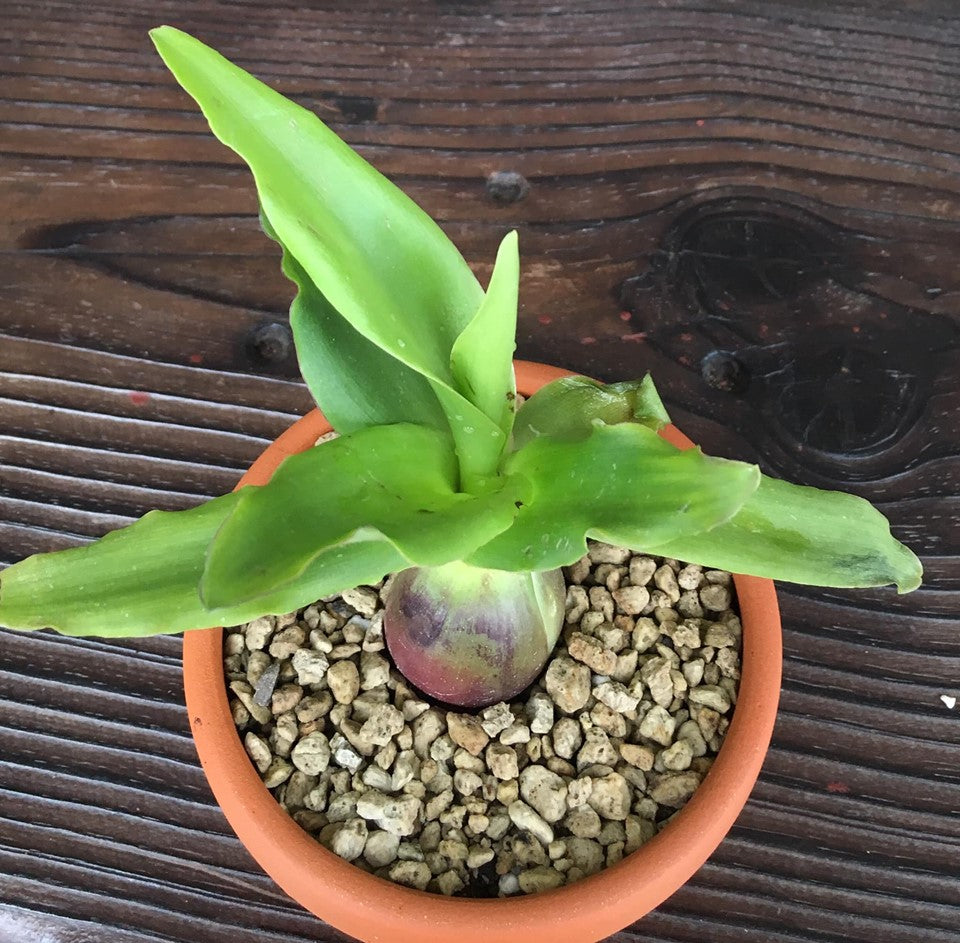 Ledebouria concolor