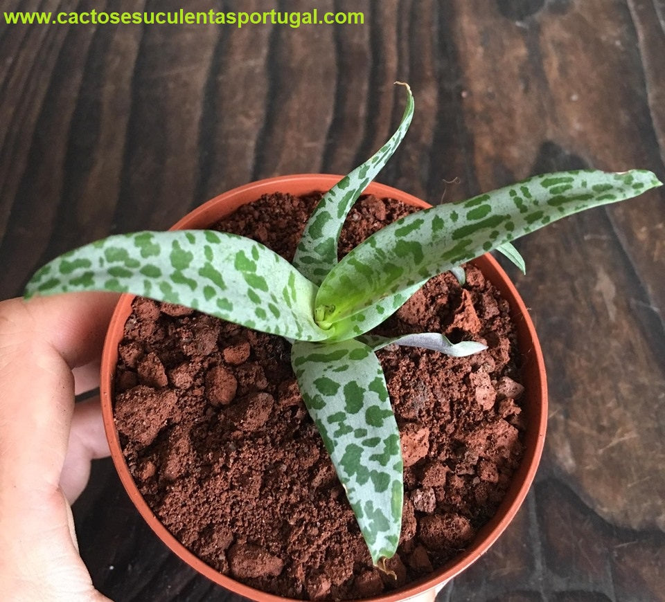 Ledebouria socialis (Silver Squill)