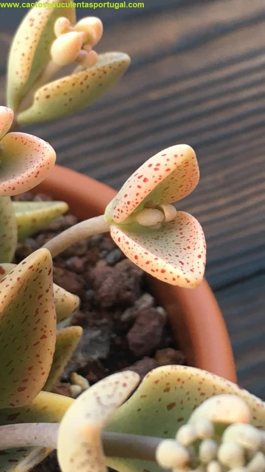 Lenophyllum Guttatum