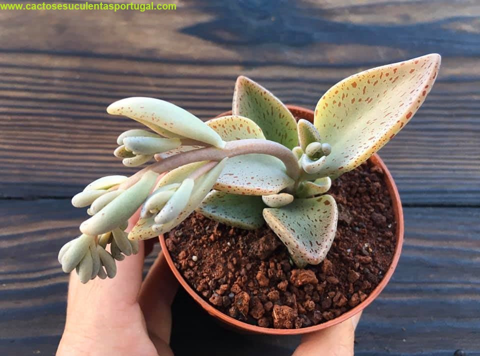 Lenophyllum Guttatum