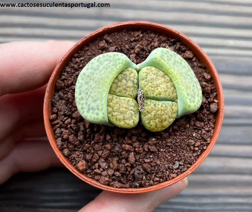 Lithops Fulviceps Var. Aurea