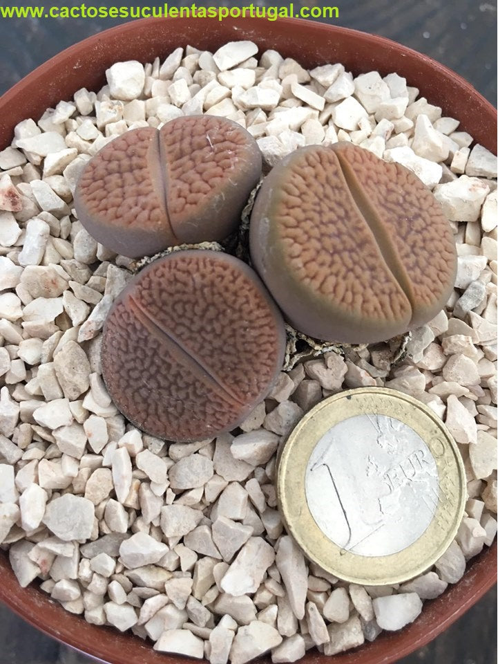 Lithops preço