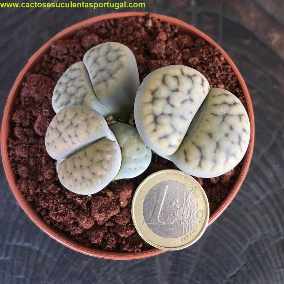 Lithops Portugal