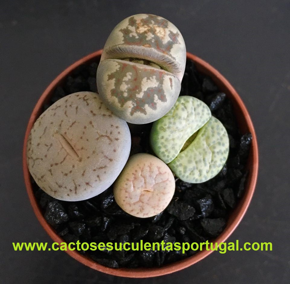 Lithops seleção mix