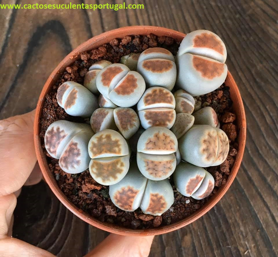 Lithops, Pedras Vivas Lote 3
