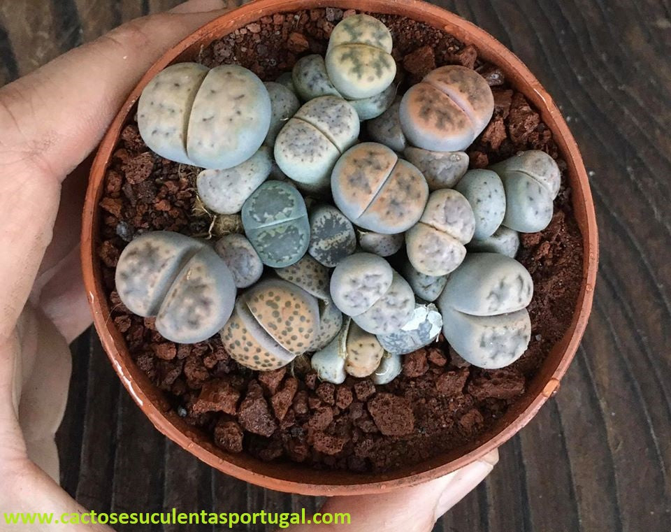 Lithops comp. 08