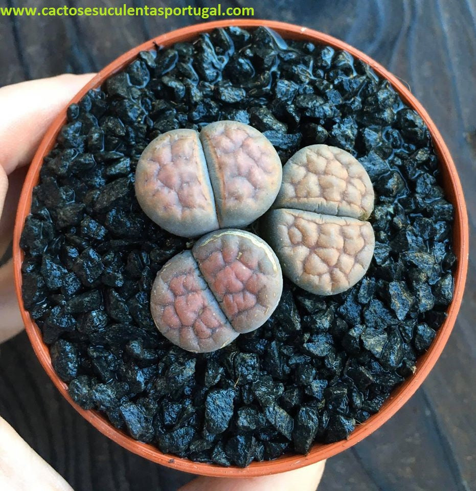 Lithops karasmontana var. tischeri