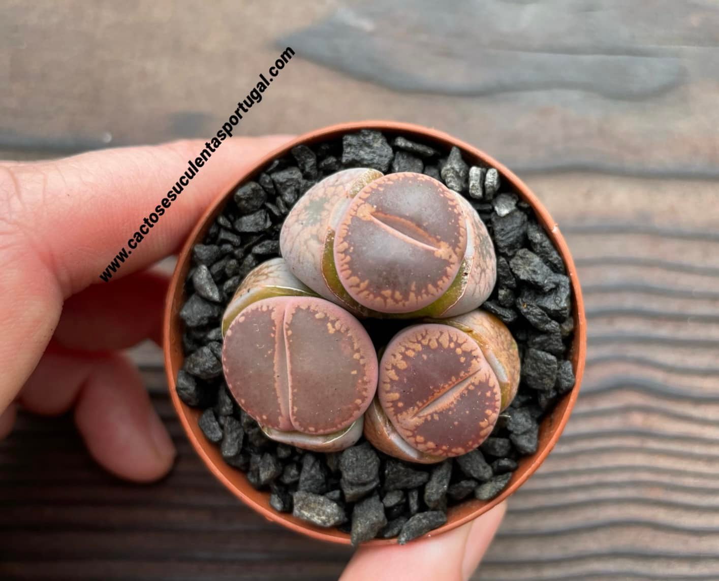 Lithops aucampiae cv. Rudesheim Ruby