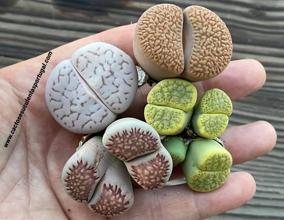 Rare Lithops