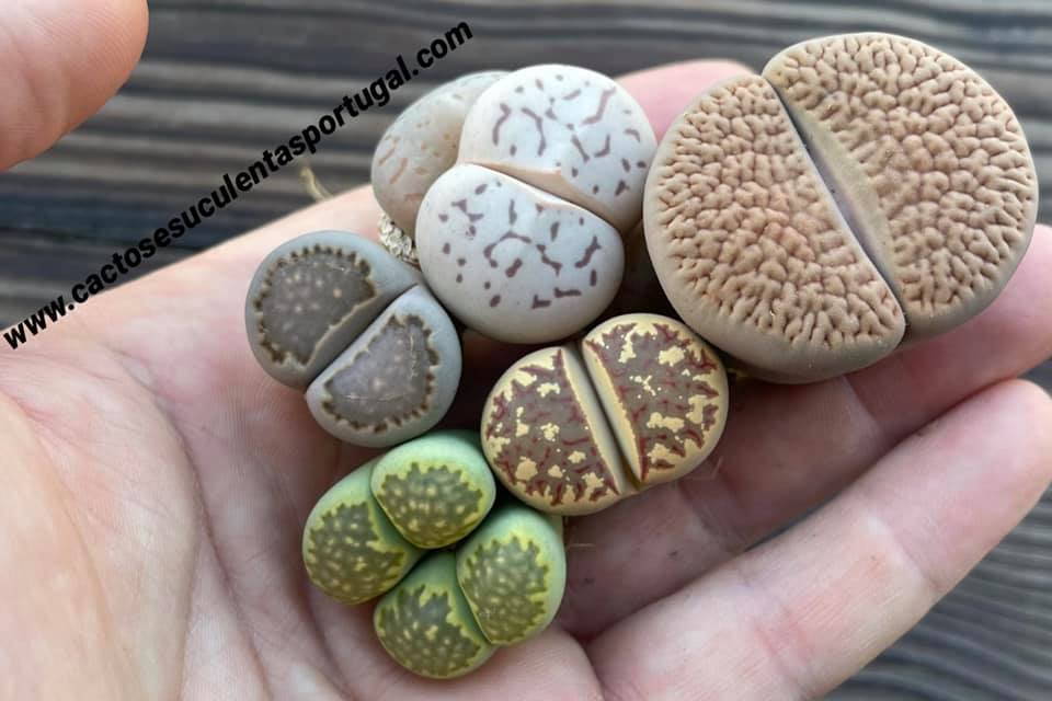 Lithops Raros