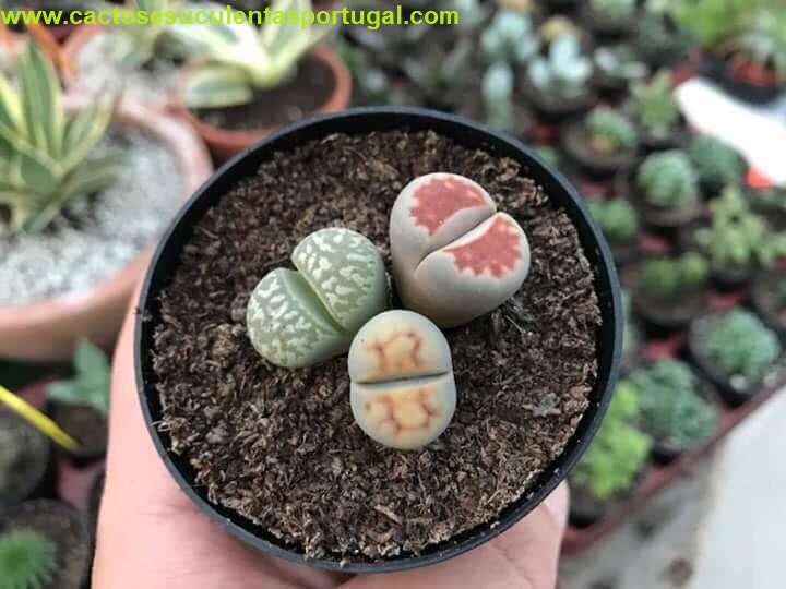 Lithops de selecção 