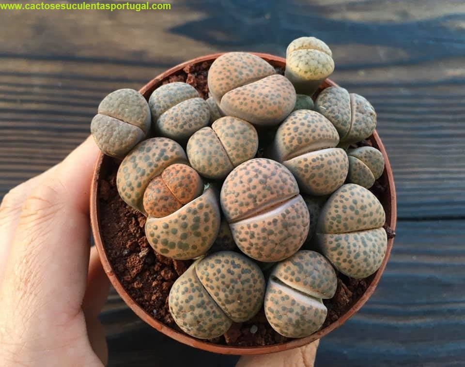 Lithops fulviceps v. fulviceps