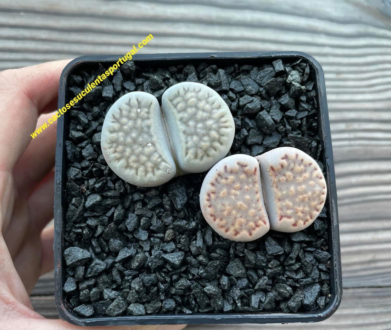 Lithops hallii,  C090 and C045