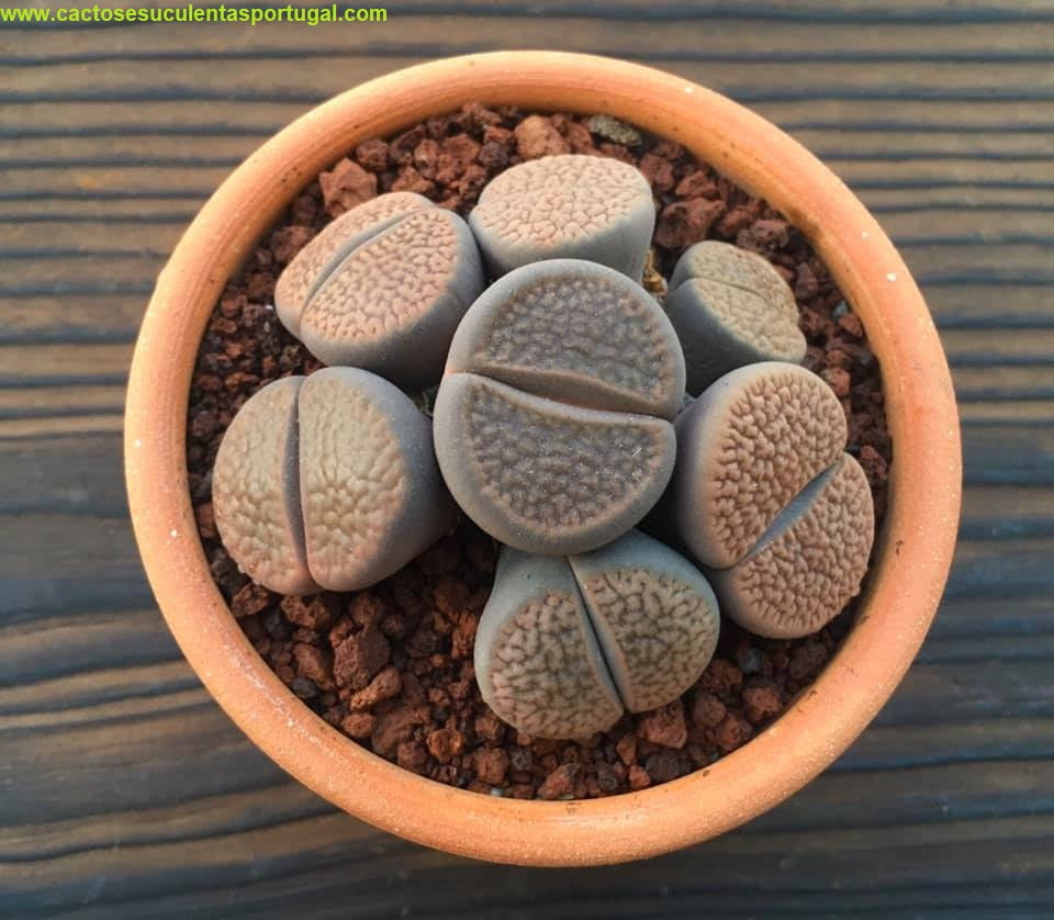 Lithops hookeri