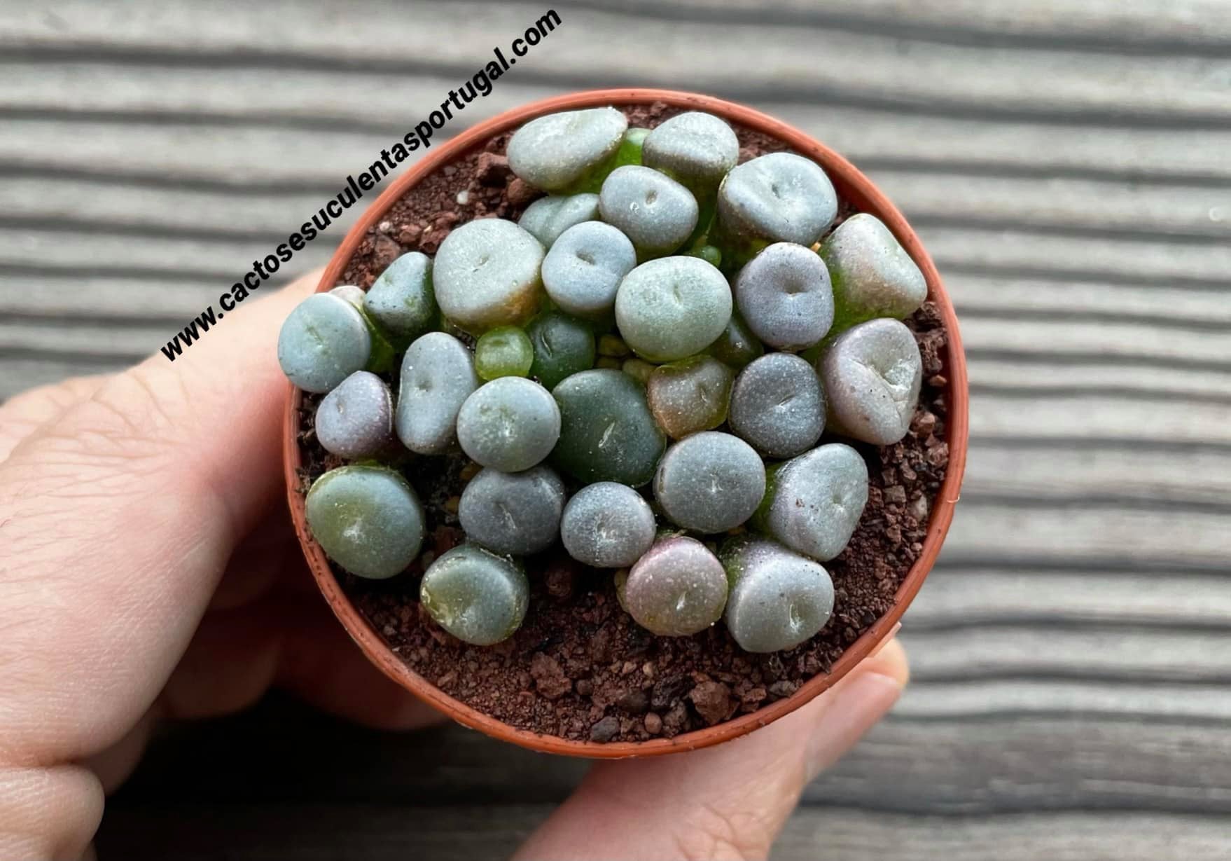 Lithops hookeri var. Susannae