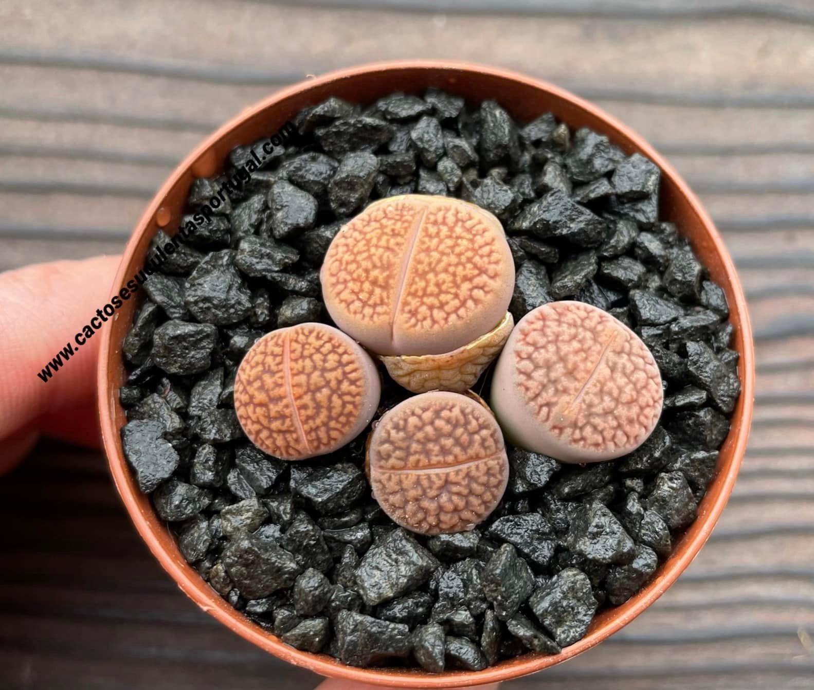 Lithops hookeri var. marginata