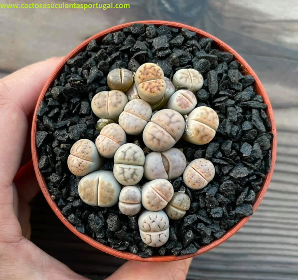 Lithops karasmontana mix