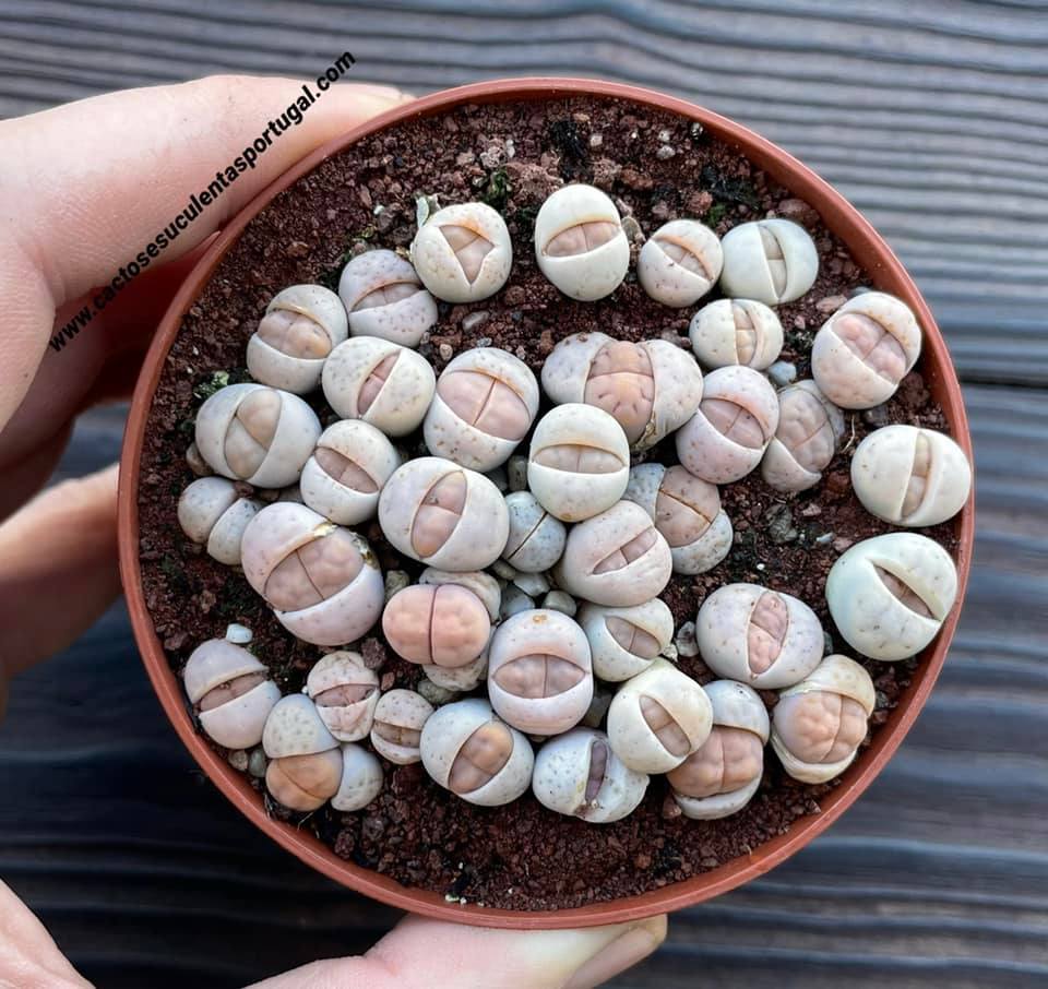 Lithops karasmontana var. opalina