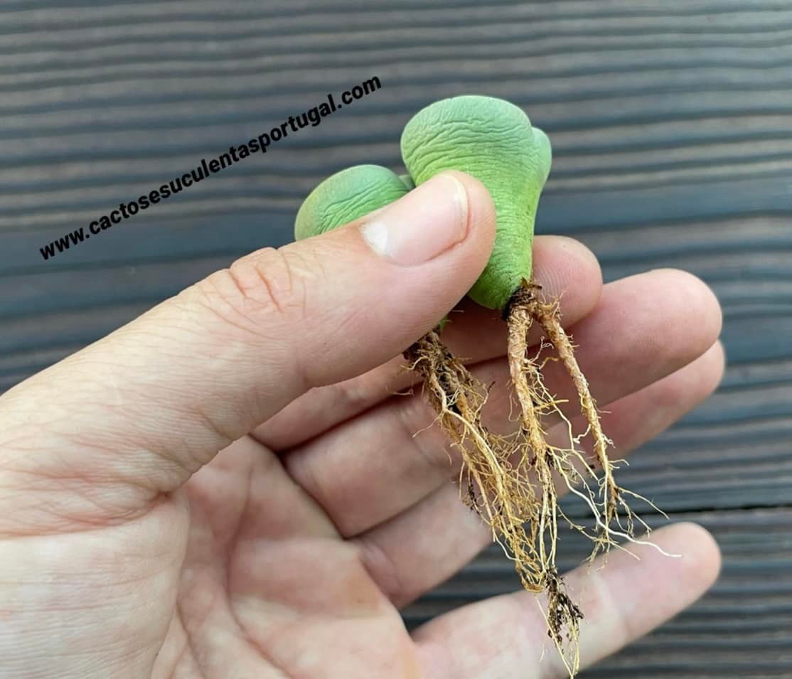 Lithops lesliei 'Albinica'
