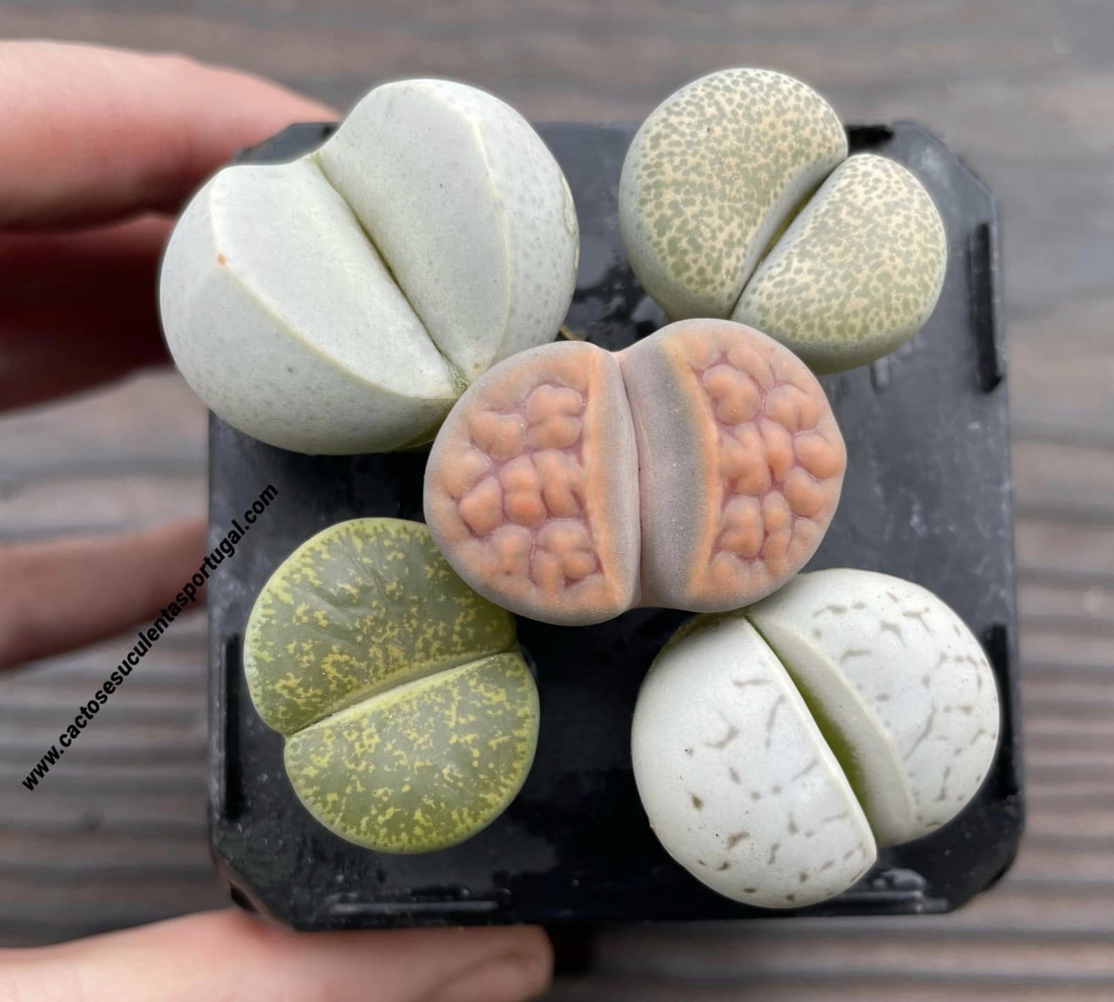 Lithops de seleção, 5 unidades