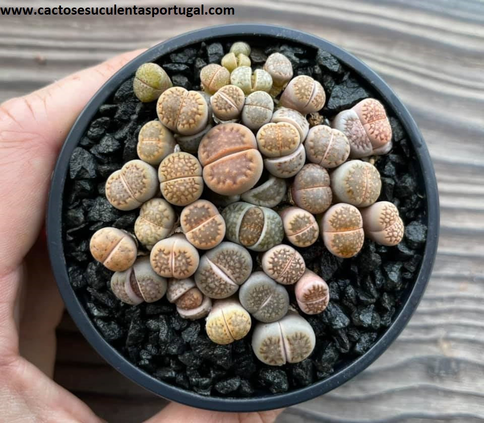 Lithops mix, 30 a 40 unidades