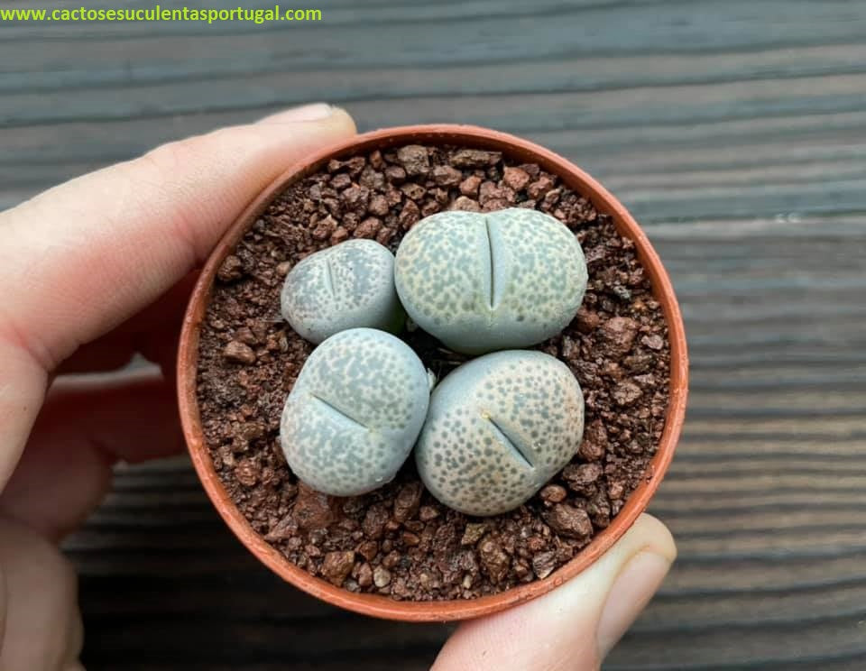 Lithops pseudotruncatella var. elisabethae