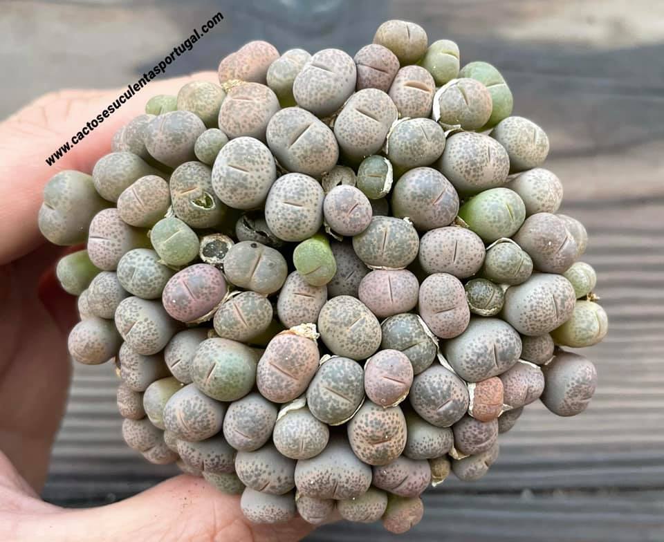 Lithops pseudotruncatella var. elisabethae
