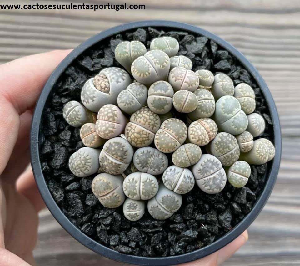 Lithops salicola mix