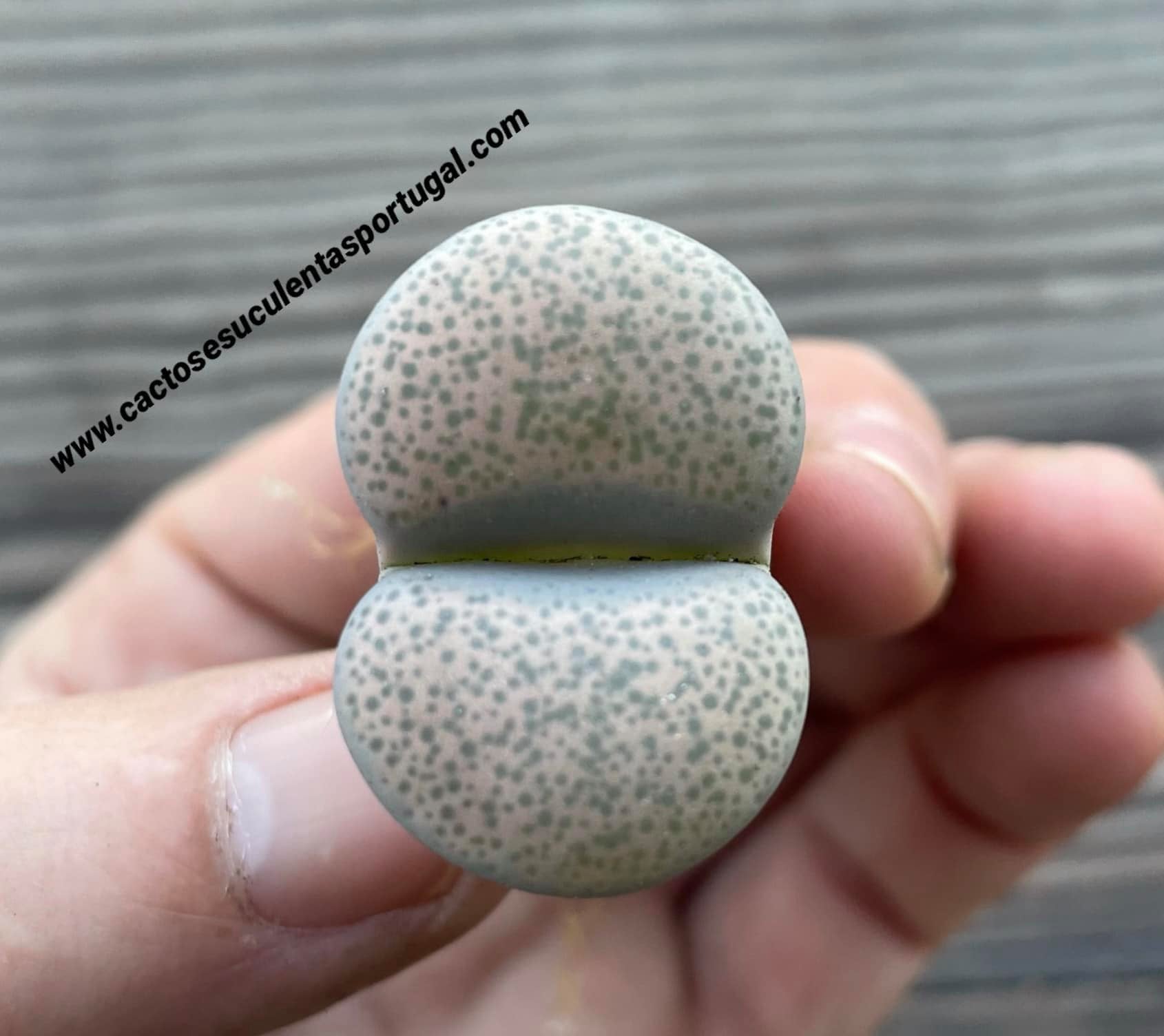 Lithops terricolor (syn. peersii)
