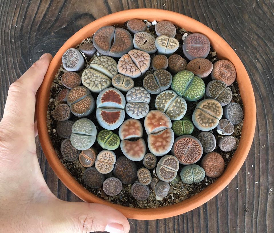 Lithops, diversas espécies