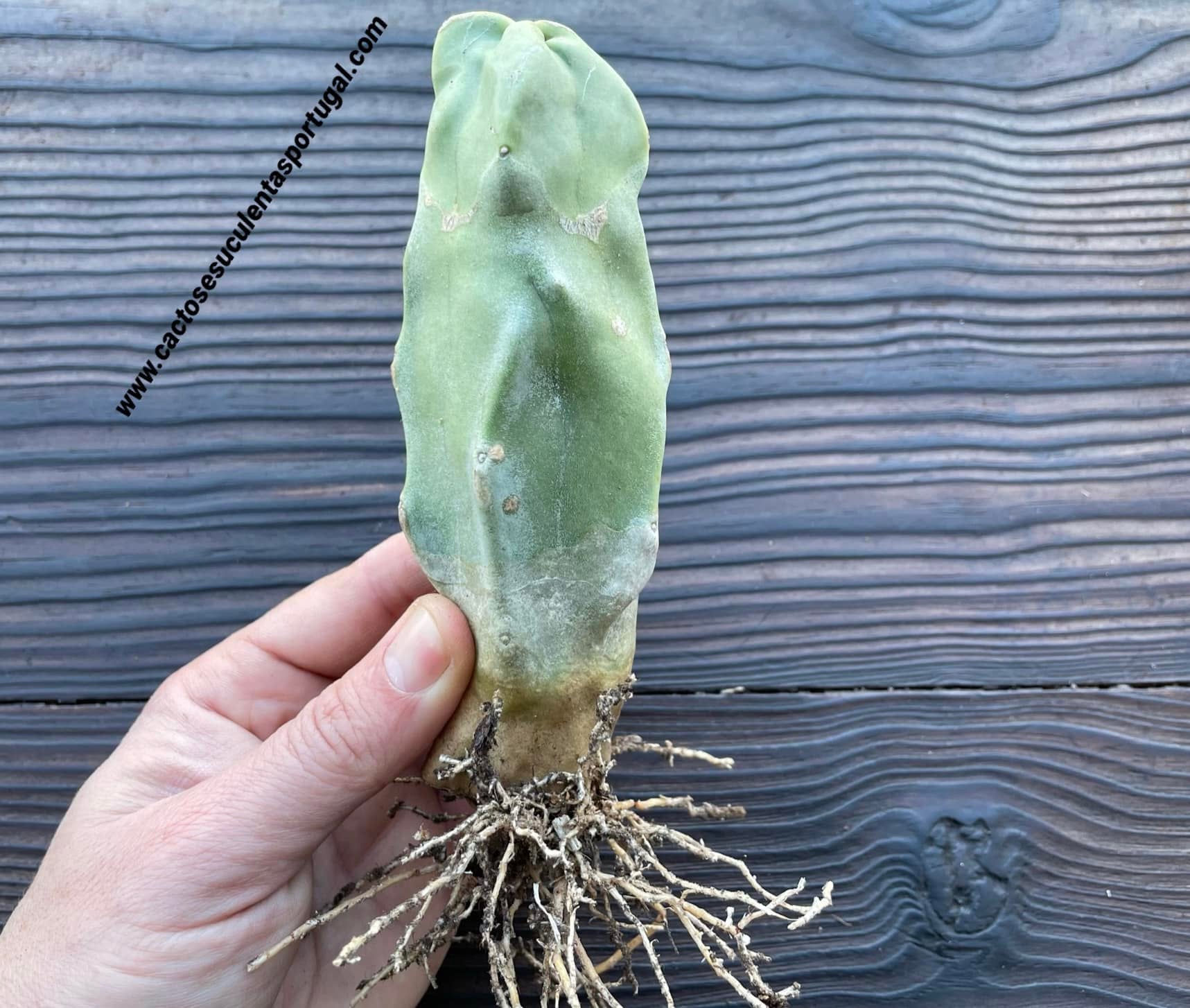 Lophocereus schottii form. monstruoso