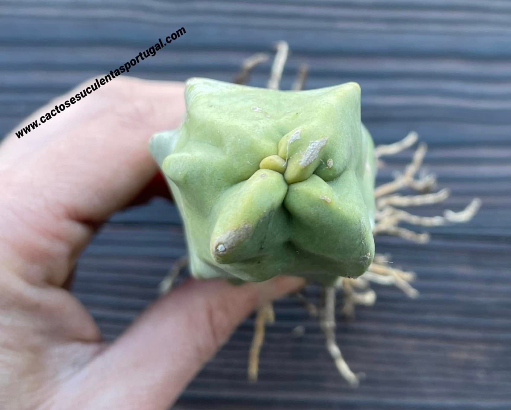 Lophocereus schottii-Form. monströs